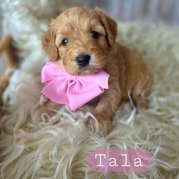 Tala - female Cavapoochon puppy in Bullard, Texas from Cavapoochon Central LLC