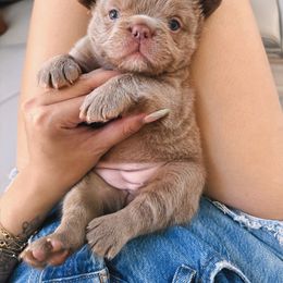 French Bulldog Puppies from Endless Frenchies