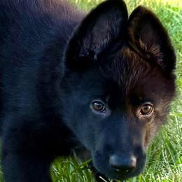 Mistique - Black female German Shepherd puppy in Yorkville, Illinois from Vom Archbold Haus World Class German Shepherds