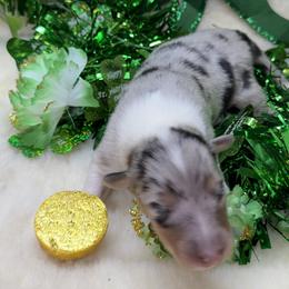 Jade - Blue merle white and tan female Collie puppy in Carencro, Louisiana from Cajun Bayou's Collies LLC