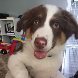 Australian Shepherds from Landon Family Aussies