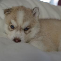 Moire - Red and white female Siberian Husky puppy in Wiscasset, Maine from Running with Huskies