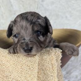 Gouda - Blue merle female Aussiedoodle puppy in Haleyville, Alabama from The Cuddly Dood Ranch