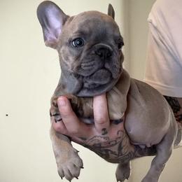 French Bulldog Puppies from The Family Bullies