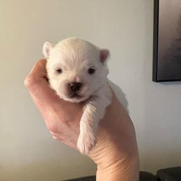 Female 2 - White female Pomeranian puppy in Rhode Island from Heartfelt Kennels