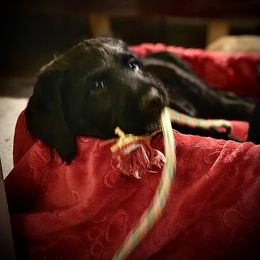 Labradoodle Puppies from Jazzy Doodles