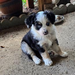 Ivy - Blue merle female Miniature American Shepherd puppy in Vancouver, Washington from BonDrew's Miniature American Shepherds