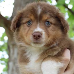 Miniature Australian Shepherd Puppies from Alexander Kennels