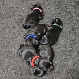 Boy 3 - male Scottish Terrier puppy in Milo, Iowa from Scotties By Stout