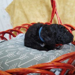 Poodle Puppies from Bouquet of Poodles