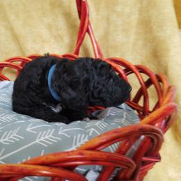 Poodle Puppies from Bouquet of Poodles