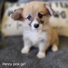 Pink collar girl - Red female Pembroke Welsh Corgi puppy in Fredericksburg, Texas from Hill Country Corgis