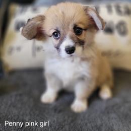 Pink collar girl - Red female Pembroke Welsh Corgi puppy in Fredericksburg, Texas from Hill Country Corgis