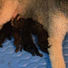 Puppy 2 - Blue male Poodle puppy in Browns Summit, North Carolina from Nailah's Beauties: Standard Poodles