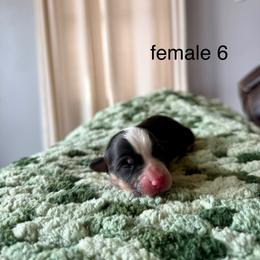 Female 6 - Black and tan female Pembroke Welsh Corgi puppy in La Porte City, Iowa from Cedar River Corgis