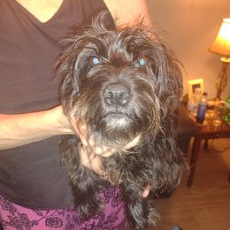 Oreo - Miniature Schnauzer