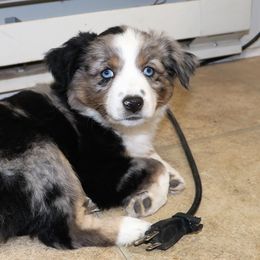 Miniature Australian Shepherd Puppies from Bock's Mini Aussies
