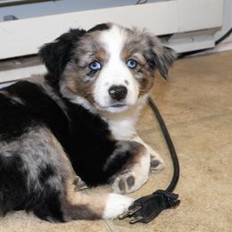 Miniature Australian Shepherd Puppies from Bock's Mini Aussies