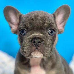 French Bulldogs from Heaven Lee French Bulldogs