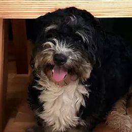 Bernedoodles and Cavapoos from Cavapoo Acres