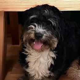 Bernedoodles and Cavapoos from Cavapoo Acres