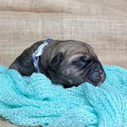 Blue-white collar - Fawn male Cane Corso puppy in Beech Island, South Carolina from Relic Cane Corso