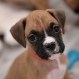 Red Girl - Fawn Boxer puppy in Eagles Mere, Pennsylvania from JaDor Boxers