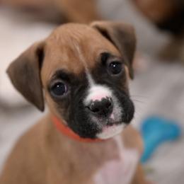 Red Girl - Fawn Boxer puppy in Eagles Mere, Pennsylvania from JaDor Boxers