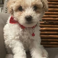 Double Doodle Puppies from Pup of Morgan_ Bichonpoo