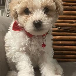 Double Doodle Puppies from Pup of Morgan_ Bichonpoo
