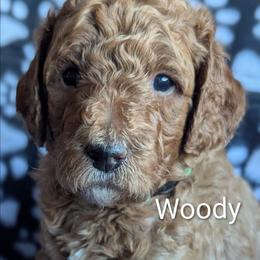 Woody - Green Collar - Red  male Goldendoodle puppy in Citrus Heights, California from Grandpaw's Golden Doodles