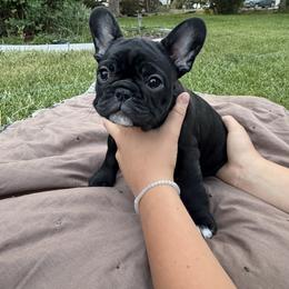 French Bulldog Puppies from Fair Towne Frenchies