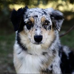 Willow - Australian Shepherd