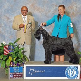 Eve - Giant Schnauzer