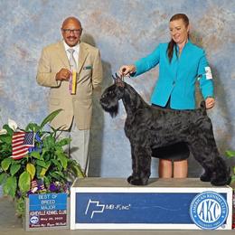 Eve - Giant Schnauzer