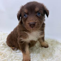 Cheer Bear - Pink Collar - Red & white female Australian Shepherd puppy in San Marcos, California from Faith Family Freedom Farm