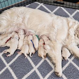 Male 2 - Light golden male Golden Retriever puppy in Rainier, Washington from Hanson’s NW Goldens & Doodles