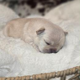 Girl 1 - Cream female French Bulldog puppy in Waitts Lake, Washington from Best Friend standard Frenchies