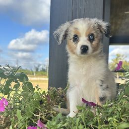 BMF - Blue merle Miniature Australian Shepherd puppy in Deridder, Louisiana from AussieSmiths