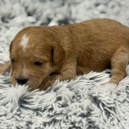 Bella - Red  female Goldendoodle puppy in Ambrose, Georgia from Brandilyn's Aussies