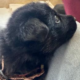 Orange Girl - Black and red female German Shepherd puppy in Rolesville, North Carolina from Ransomshire Shepherds