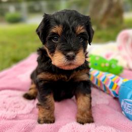 Black and Red Female - Black and silver female Miniature Schnauzer puppy in Calhoun, Georgia from The BrickHouse Miniature Schnauzers
