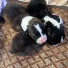 Cardigan Welsh Corgi Puppies from Liberty Valley Farm