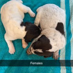 German Wirehaired Pointer Puppies from Dreesen's Dogs
