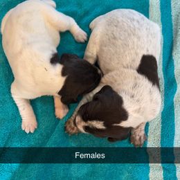 German Wirehaired Pointer Puppies from Dreesen's Dogs