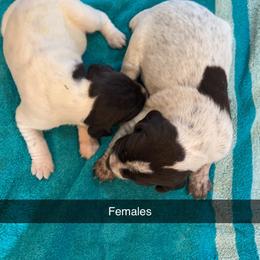 German Wirehaired Pointer Puppies from Dreesen's Dogs