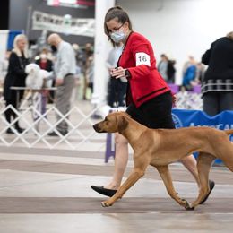 Rhodesian Ridgeback Puppies from Supernova Ridgebacks