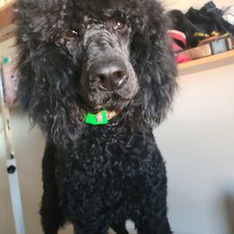 Poodle All Grown Up from Amas Veritas Poodles LLC
