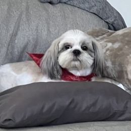 Sophie - Lhasa Apso