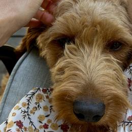 Bernedoodles and Golden Mountain Doodles from Cumberland Companions